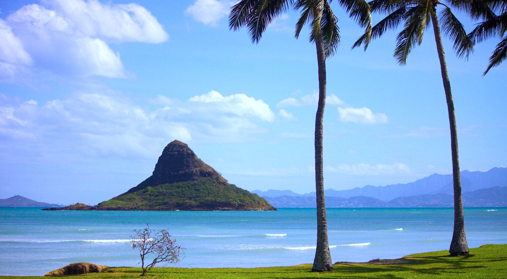 palm trees