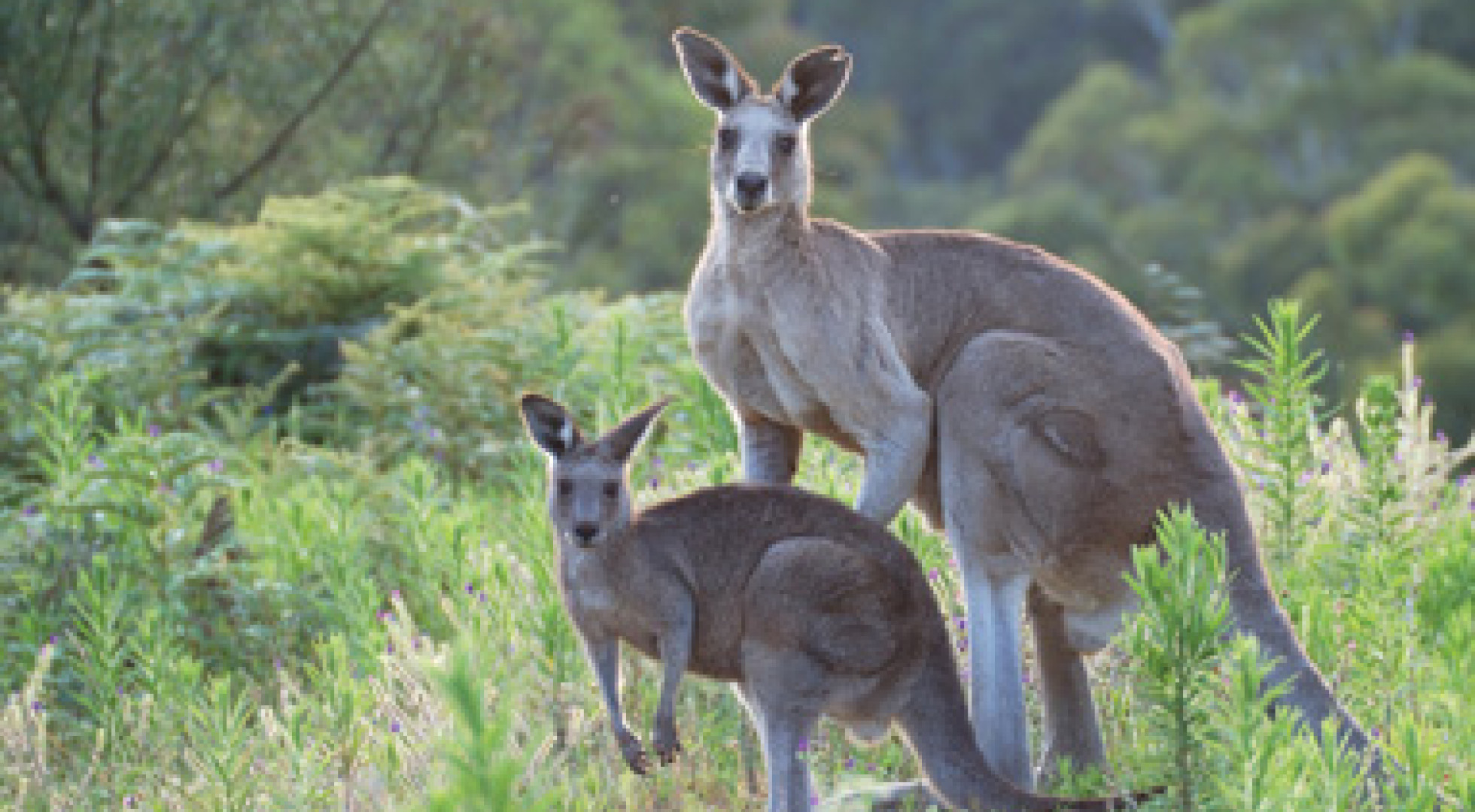kangaroo
