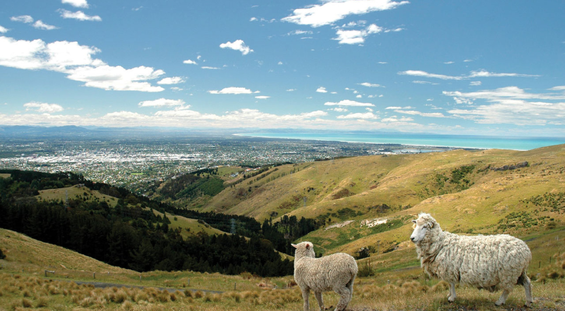 sheep