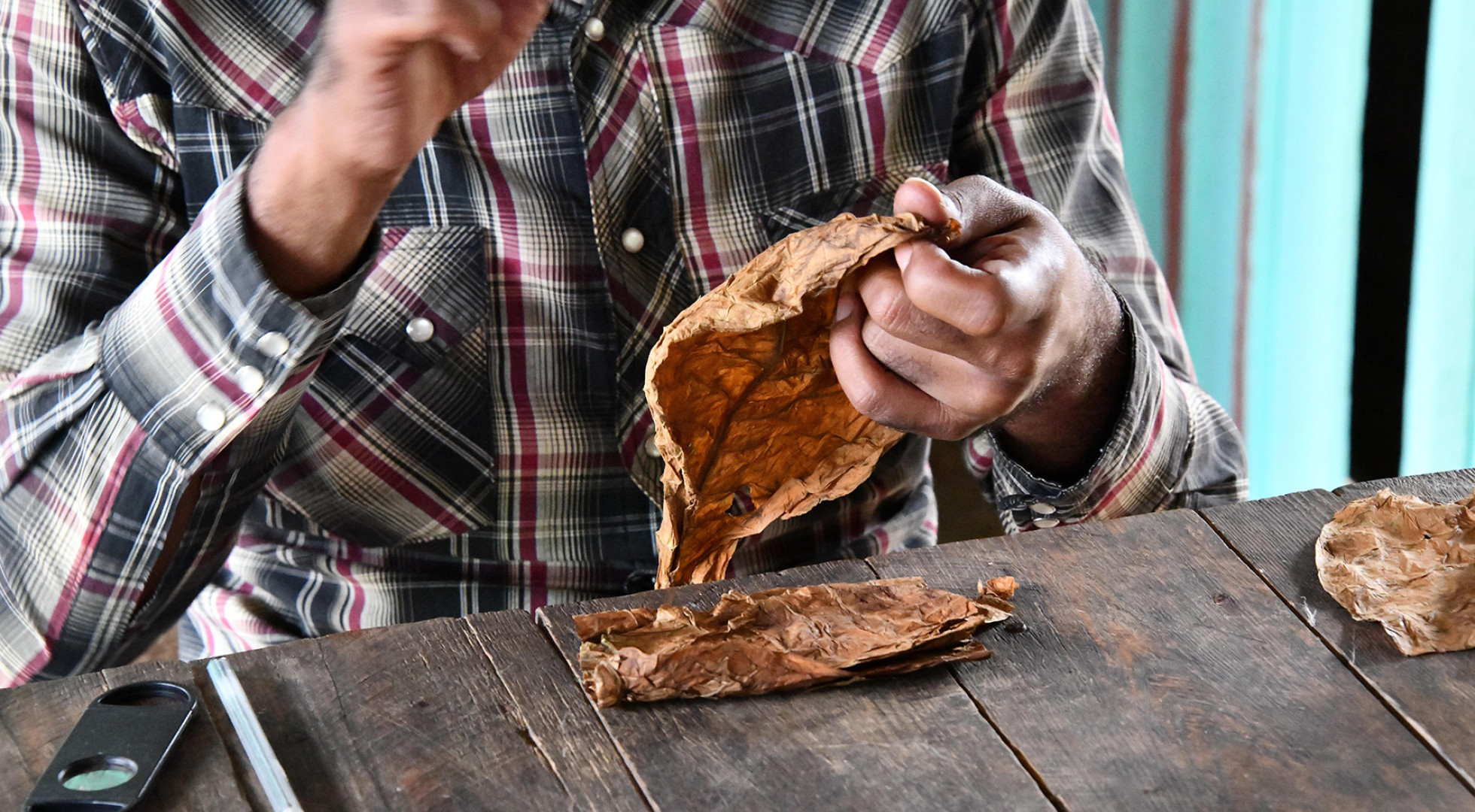 tobacco leaves