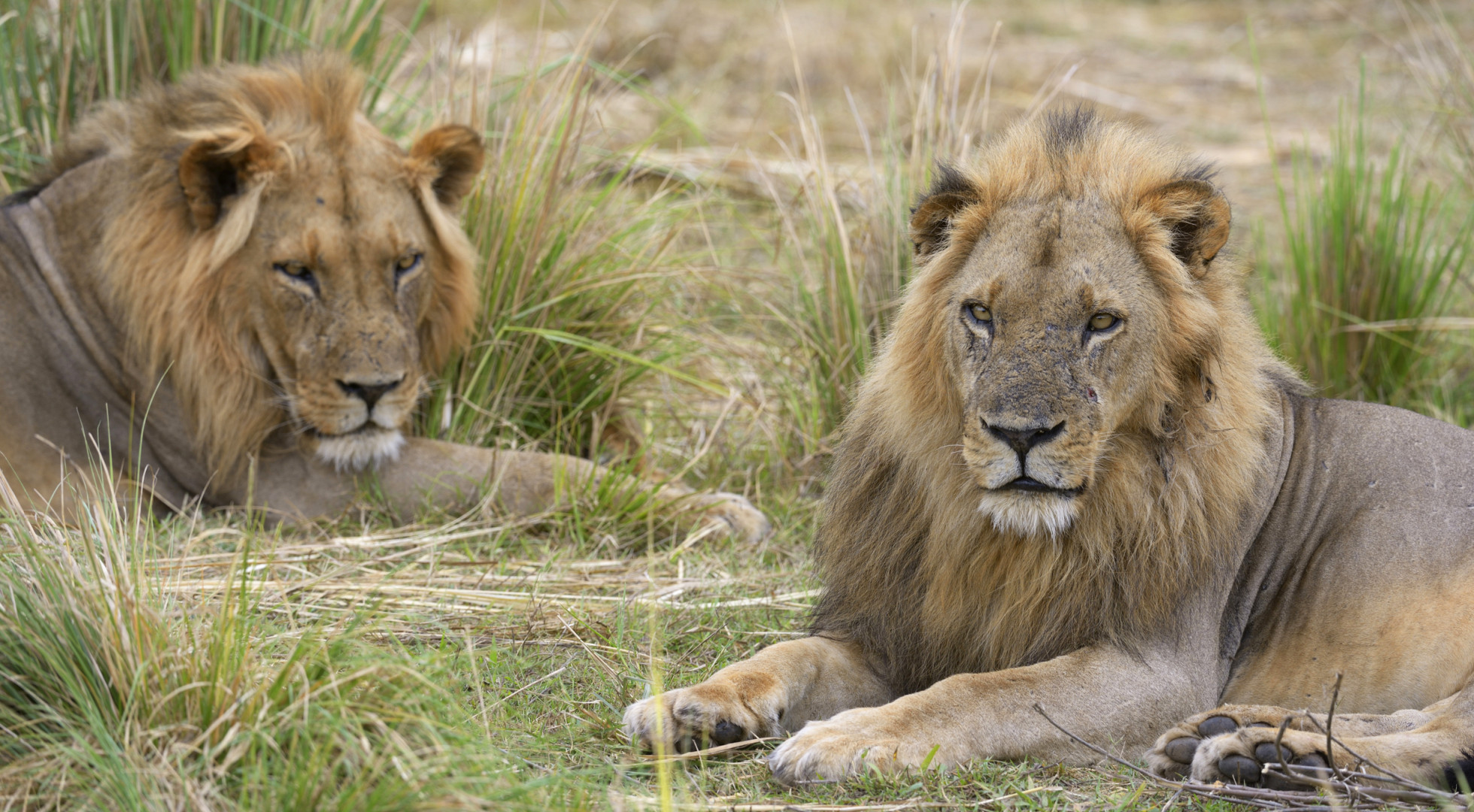 lions
