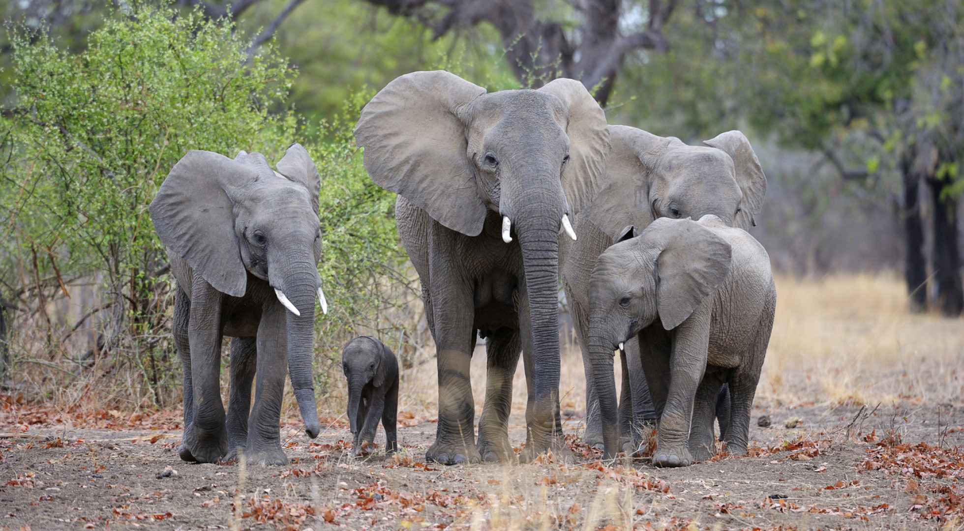 elephants 