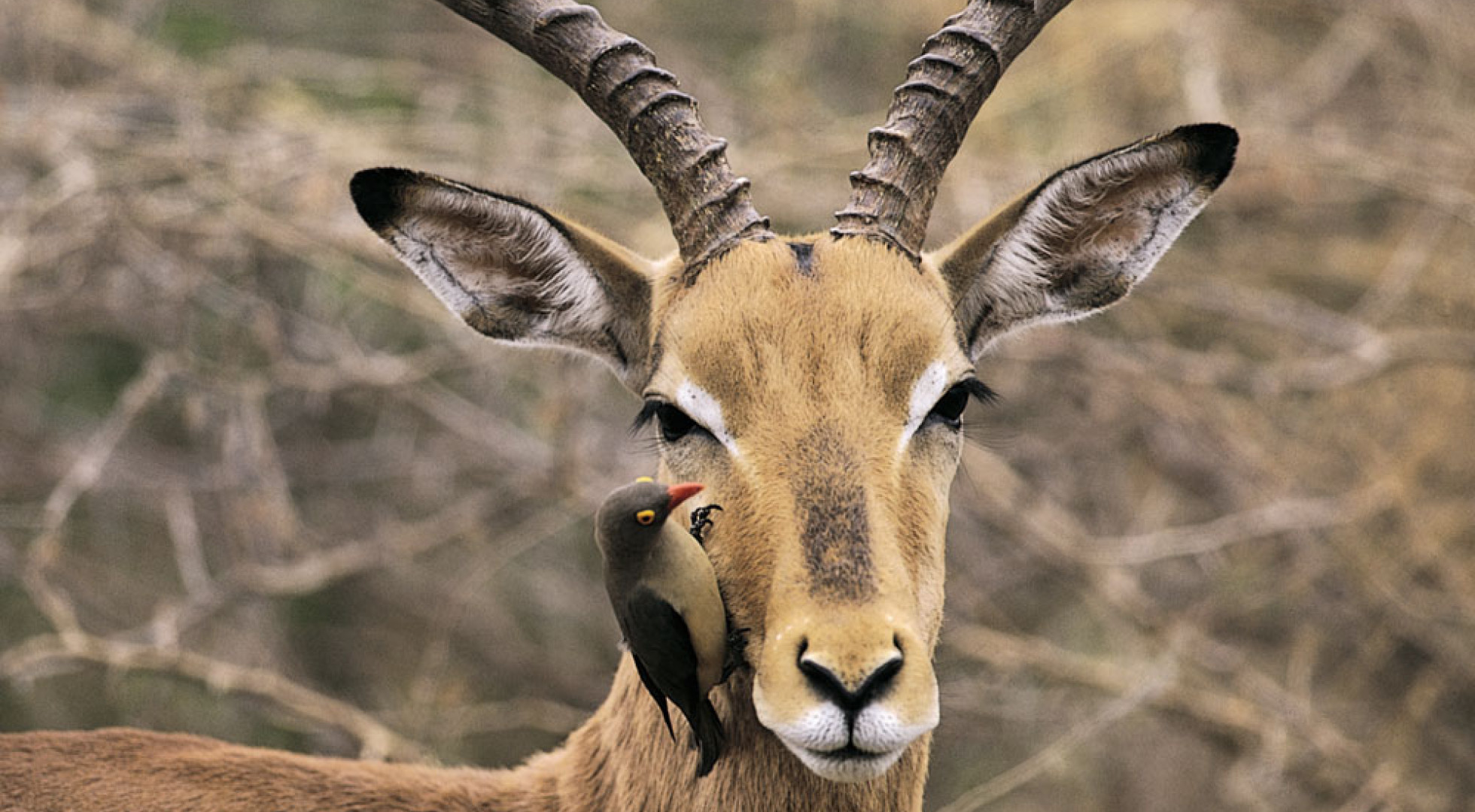 Africa wildlife 