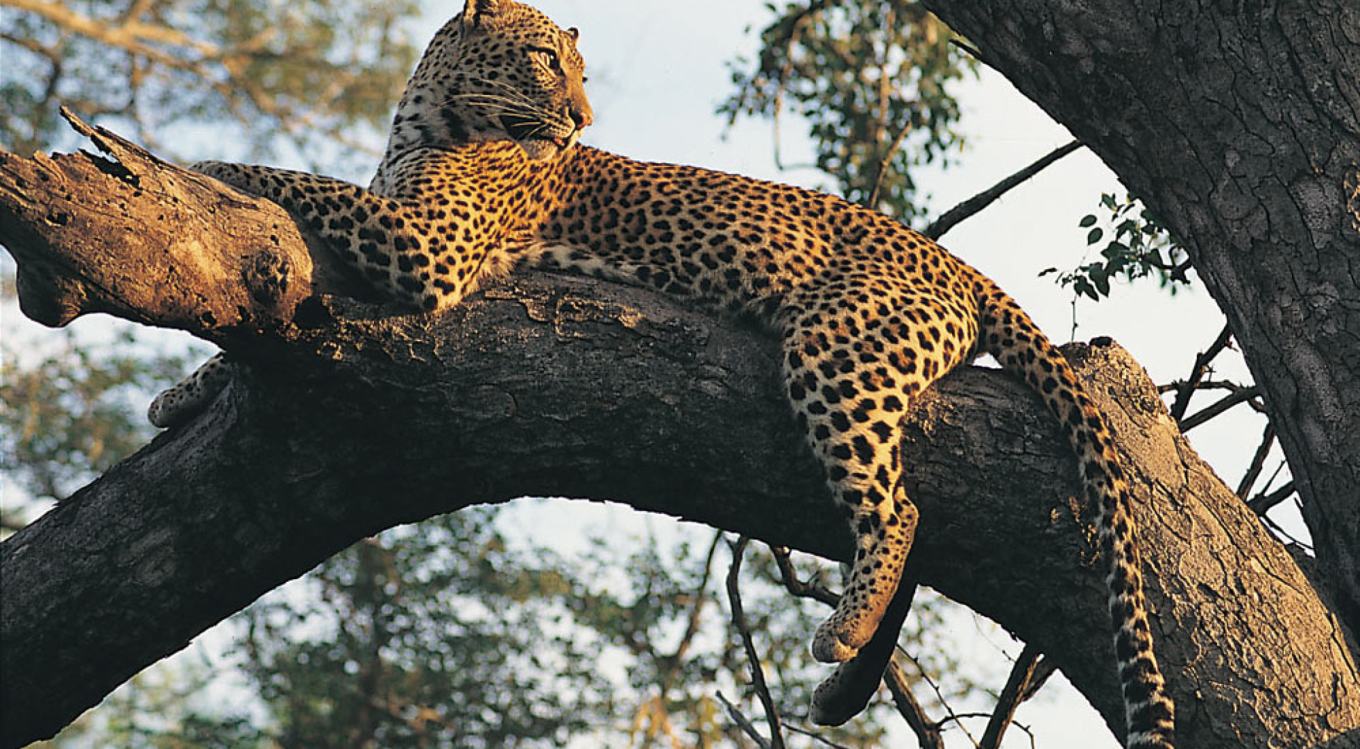 leopard 