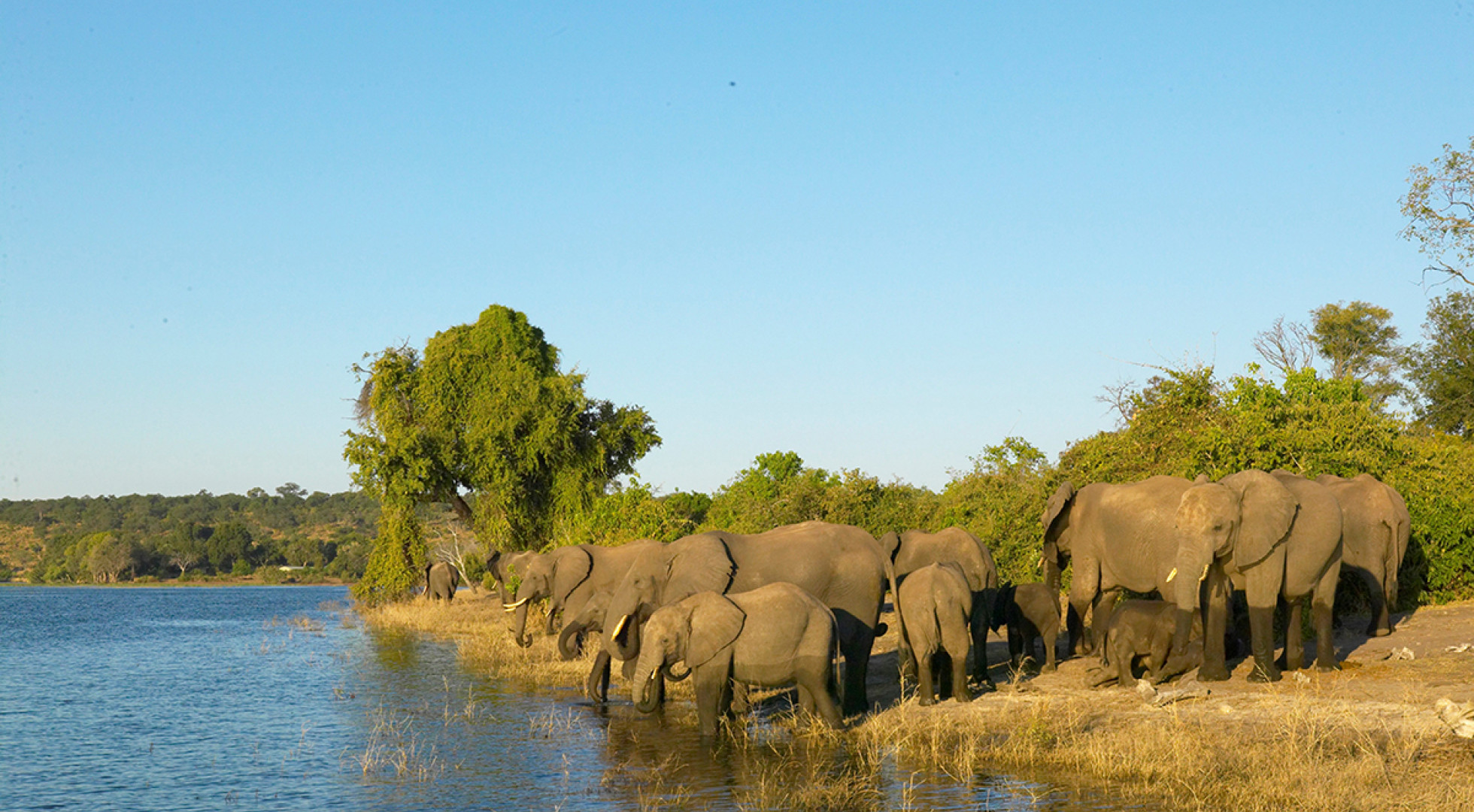 elephants 