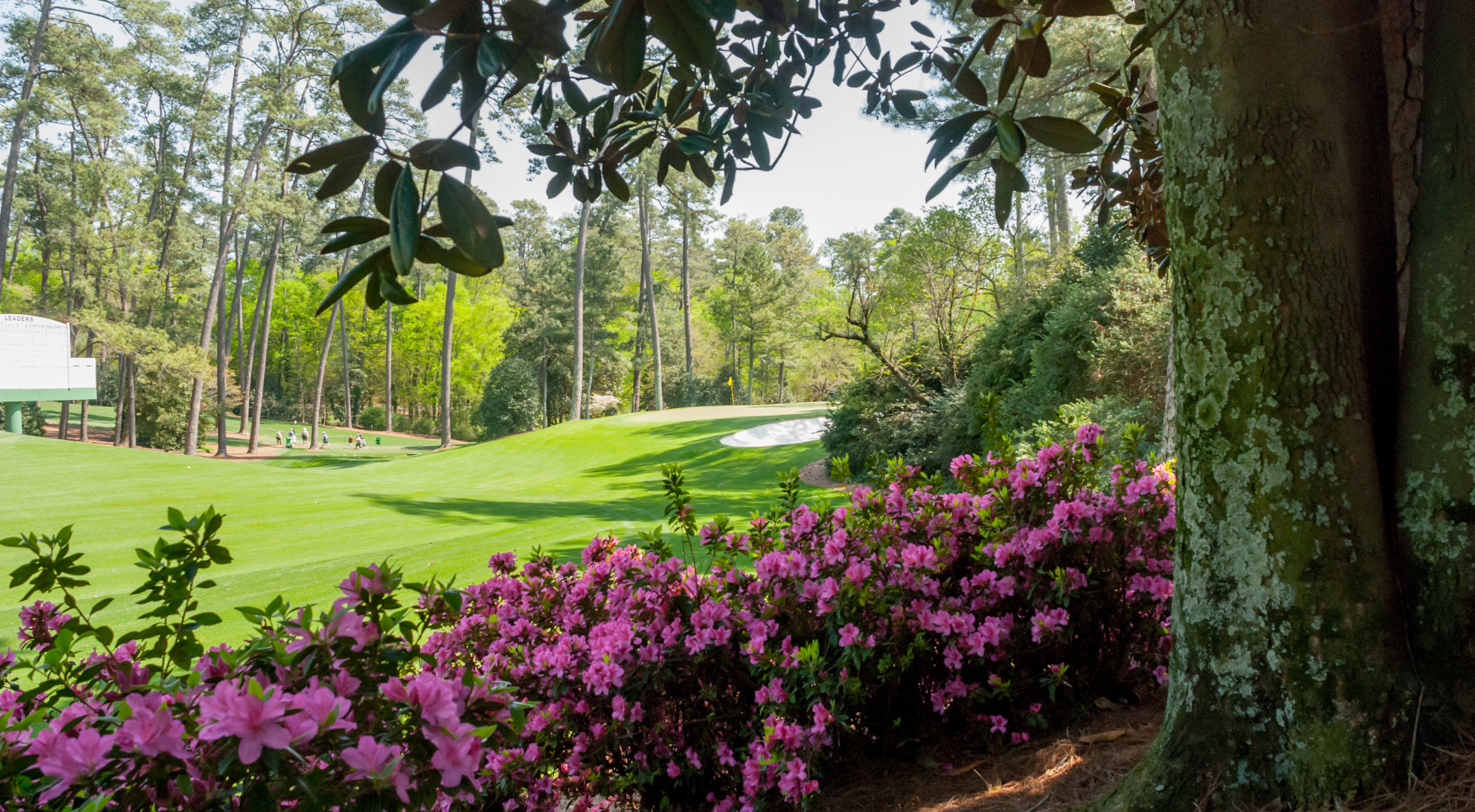 Masters Savannah