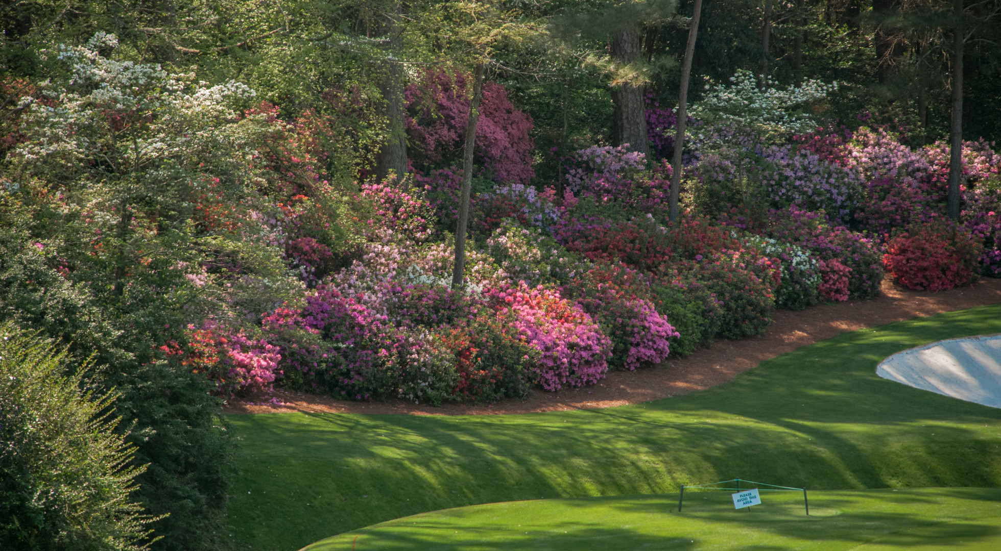 Masters Savannah