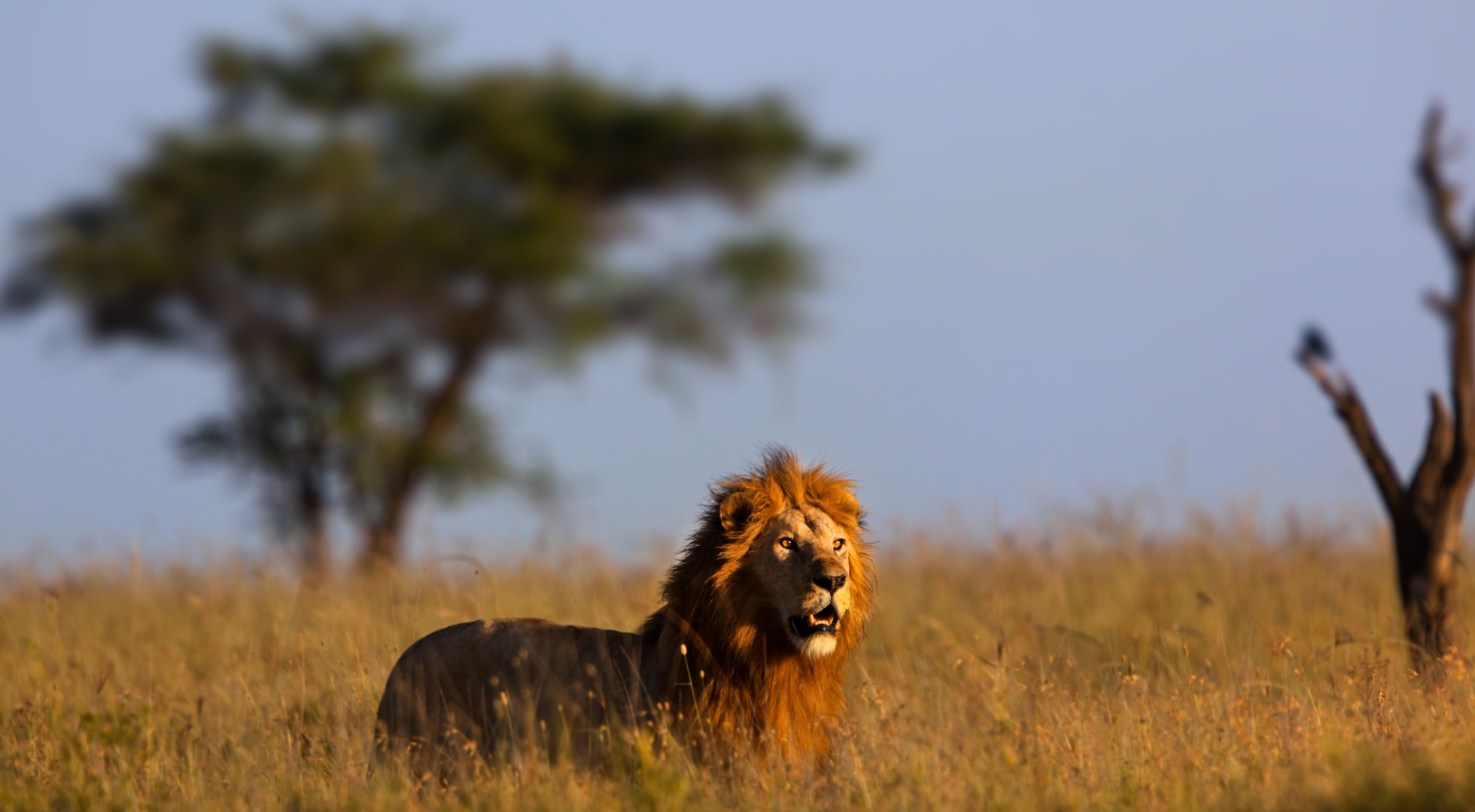 ©TCS_SS_129416120_Serengeti