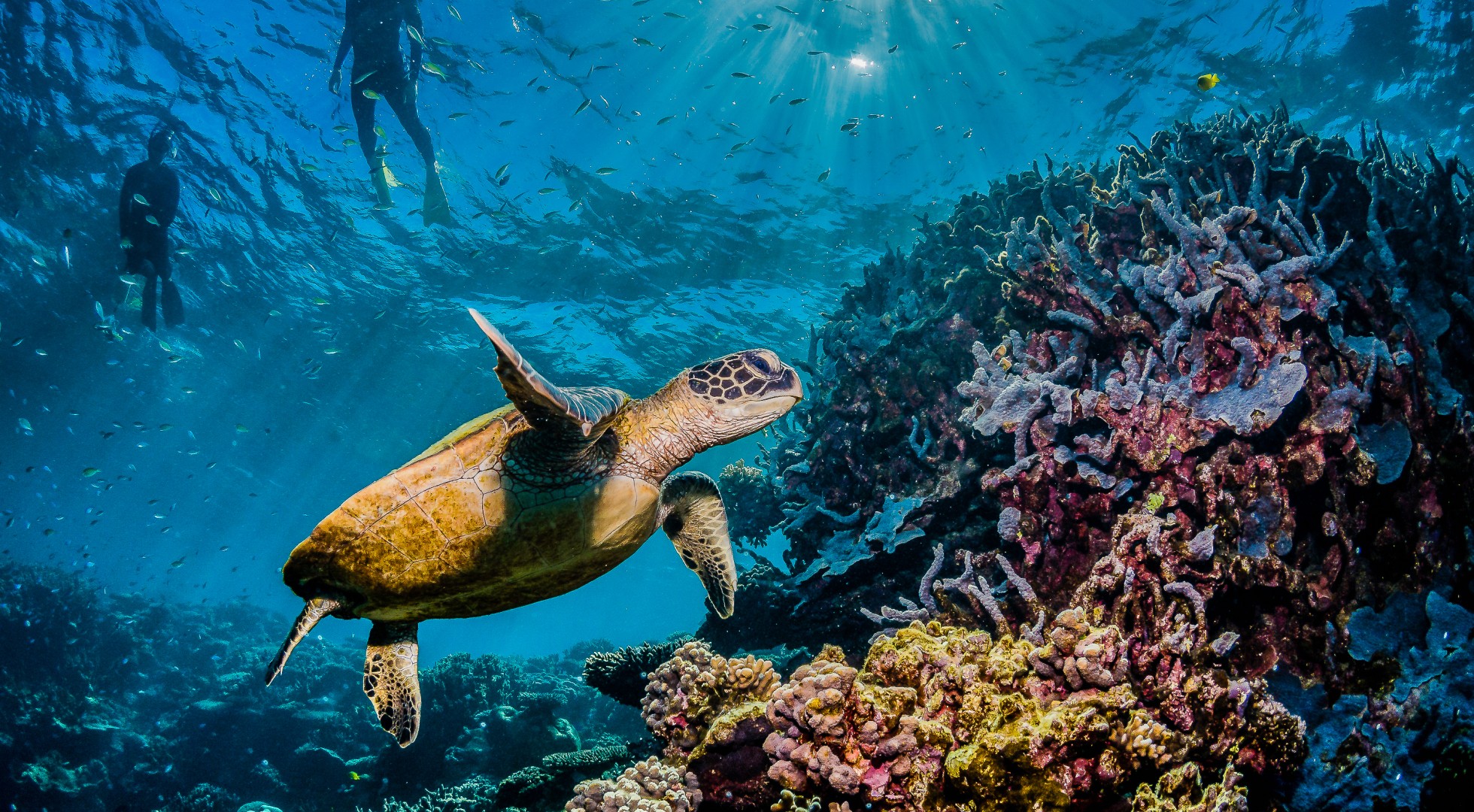 Turtle,Swimming,Among,Colorful,Coral,Reef,With,Swimmers,And,Divers