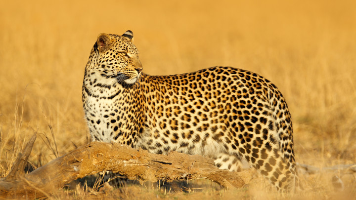 leopard