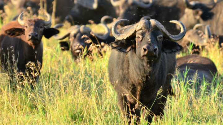 wildebeast