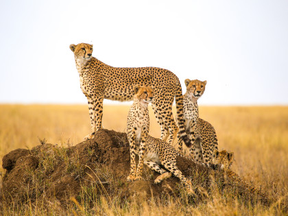 Cheetahs