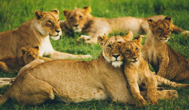 Lions in Kenya