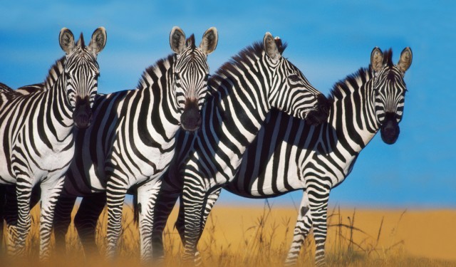Zebras