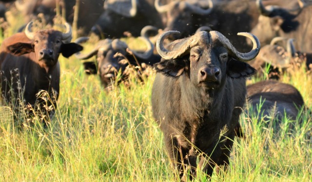 Water buffalo