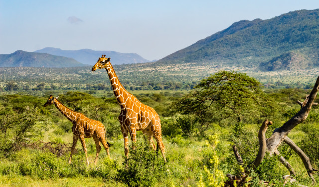 ©TCS_SS_1331674283_MasaiMara