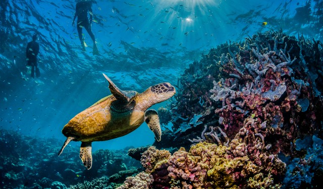 Turtle,Swimming,Among,Colorful,Coral,Reef,With,Swimmers,And,Divers